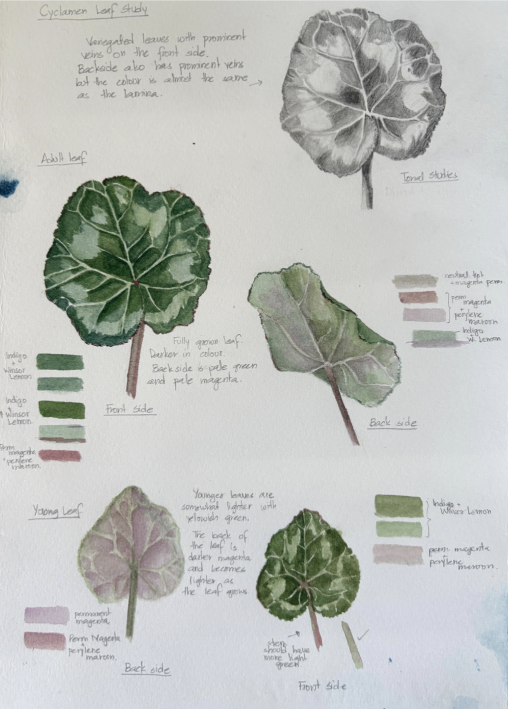 A detailed leaf study page with colour notes